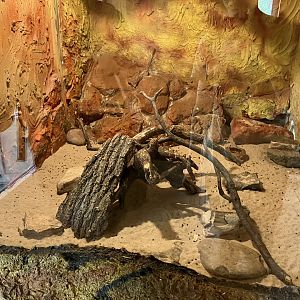 Round-eared elephant shrew exhibit