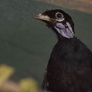 Bare-necked fruitcrow (Gymnoderus foetidus)