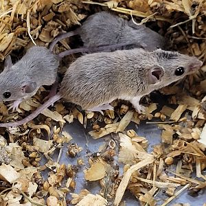 African pygmy mice