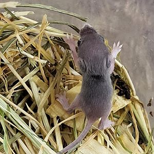African pygmy mouse - juvenile