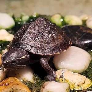 Common musk turtle
