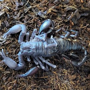 Molting Asian jungle scorpion - Javanimetrus cyaneus