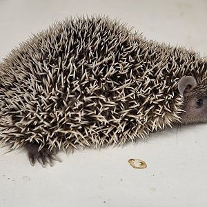 Lesser hedgehog tenrec