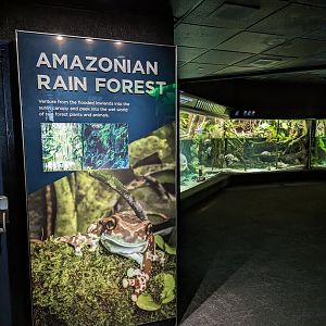 Amazonian Rain Forest