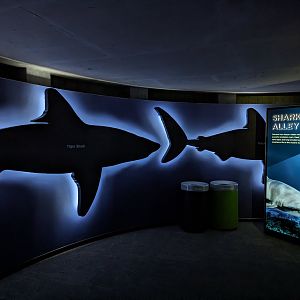 Shark Alley