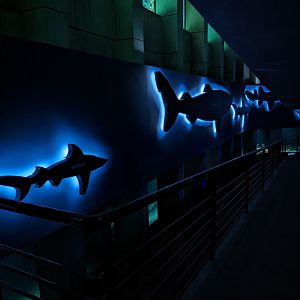 Shark Alley