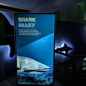 Shark Alley