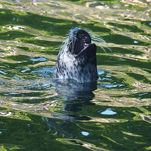 Eastern Atlantic harbor seal (Phoca vitulina vitulina), 2022-09-04