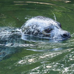 Eastern Atlantic harbor seal (Phoca vitulina vitulina), 2022-09-04