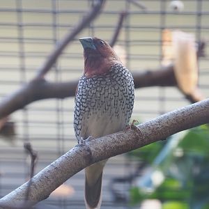Scaly-breasted munia (Lonchura punctulata), 2022-09-04