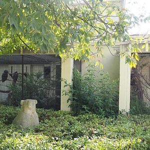 Spectacled owl aviary, shrubs with bear statue and part of White-rumped shama and Greater hill myna aviary, 2022-09-04