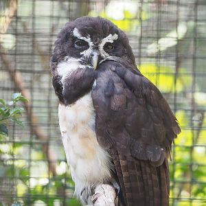 Spectacled owl (Pulsatrix perspicillata), 2022-09-04