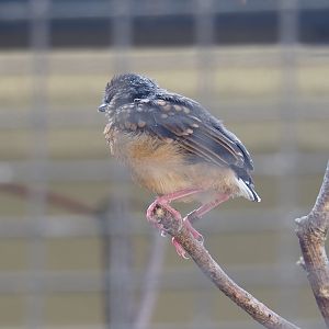 Juvenile White-rumped shama (Copsychus malabaricus), 2022-09-04