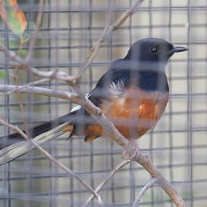 White-rumped shama (Copsychus malabaricus), 2022-09-04
