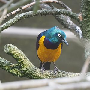 Golden-breasted starling (Lamprotornis regius), 2022-09-04