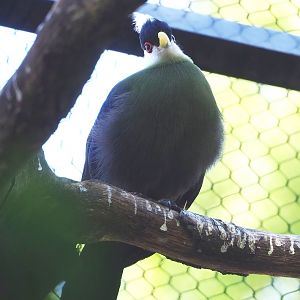 White-crested turaco (Tauraco leucolophus), 2022-09-04