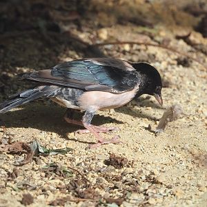 Rosy starling (Pastor roseus), 2022-09-04
