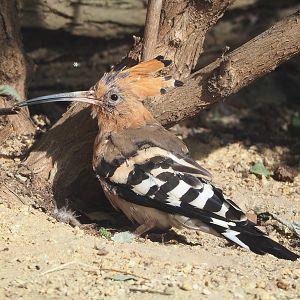 Eurasian hoopoe (Upupa epops), 2022-09-04