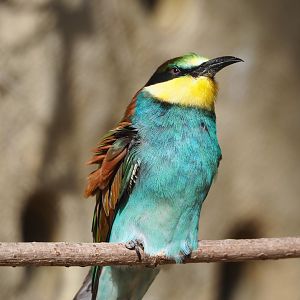 European bee-eater (Merops apiaster), 2022-09-04