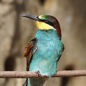 European bee-eater (Merops apiaster), 2022-09-04