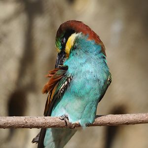 European bee-eater (Merops apiaster), 2022-09-04