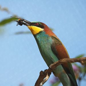 European bee-eater (Merops apiaster), Actually eating a bee, 2022-09-04
