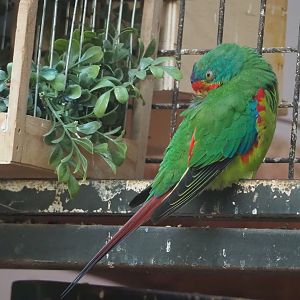 Swift parrot (Lathamus discolor), 2022-09-04