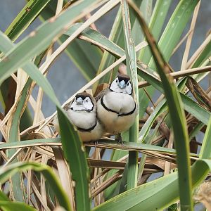 Double-barred finches (Stizoptera bichenovii), 2022-09-04