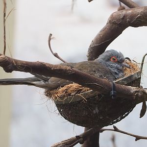 Diamond dove (Geopelia cuneata) on nest, 2022-09-04