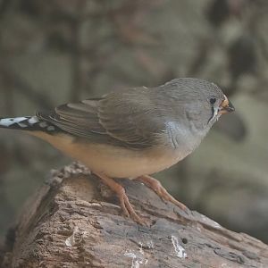 Juvenile Timor zebra finch (Taeniopygia guttata), 2022-09-04