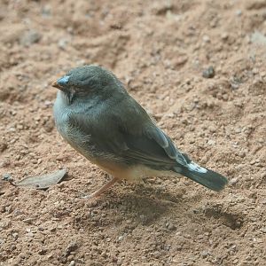 Juvenile Timor zebra finch (Taeniopygia guttata), 2022-09-04