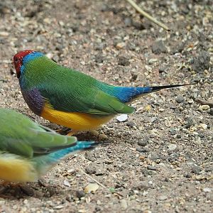 Gouldian finch (Chloebia gouldiae), 2022-09-04