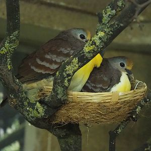 Cinnamon ground doves (Gallicolumba rufigula) on nest, 2022-09-04