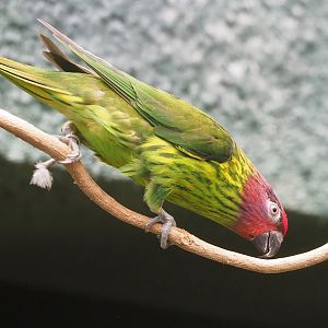 Goldie's lorikeet (Glossoptilus goldiei), 2022-09-04