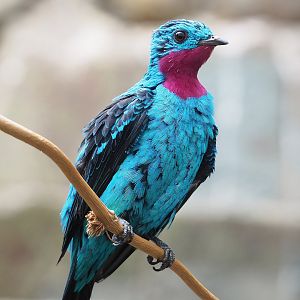 Spangled cotinga (Cotinga cayana), 2022-09-04