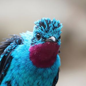 Spangled cotinga (Cotinga cayana), 2022-09-04