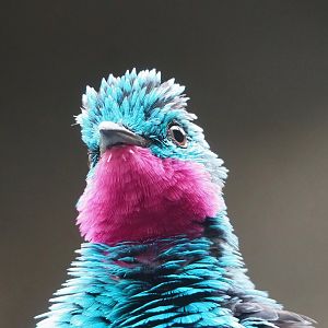 Spangled cotinga (Cotinga cayana), 2022-09-04