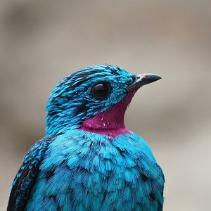 Spangled cotinga (Cotinga cayana), 2022-09-04