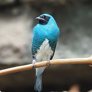 Swallow tanager (Tersina viridis), 2022-09-04