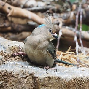 Blue-naped mousebird (Urocolius macrourus), 2022-09-04