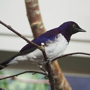 Amethyst starling (Cinnyricinclus leucogaster), 2022-09-04
