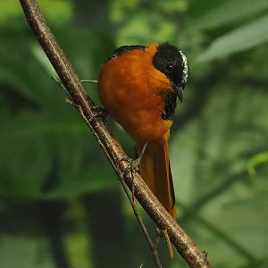 Snowy-crowned robin-chat (Cossypha niveicapilla), 2022-09-04