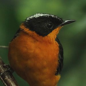 Snowy-crowned robin-chat (Cossypha niveicapilla), 2022-09-04