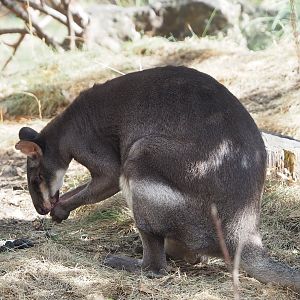 Dusky pademelon (Thylogale brunii), 2022-09-04