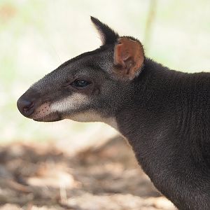 Dusky pademelon (Thylogale brunii), 2022-09-04