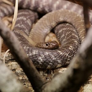 Zebra spitting cobra (Naja nigricinta nigricinta)