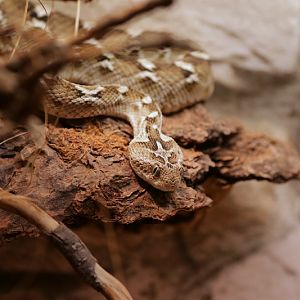 Sochurek's saw-scaled viper (Echis carinatus sochureki)
