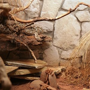 Enclosure of Sochurek's saw-scaled viper (Echis carinatus sochureki)