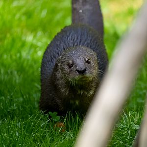 Spotted Necked Otter