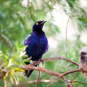 Purple Glossy Starling